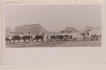 Automobile returning under ox tow after attempt to reach Lees Ferry from Flagstaff, Arizona