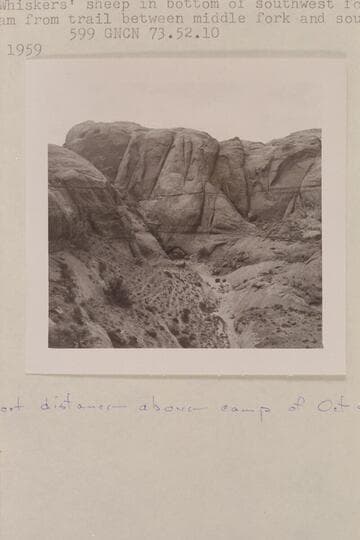 Trails of Sid Whiskers' sheep in bottom of southwest fork of 73. Looking upstream from trail between middle fork and southwest fork. Short distance above camp of 1960, Oct. 04-05