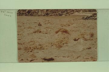 Nevills running the Reclamation boat through Badger Creek Rapid using oars, Mile 8