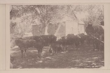 Spencer ox teams hooked to wagon loaded with boiler at Marysvale, Utah