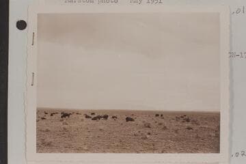 Buffalo in House Rock Valley on the Marble Canyon Platform