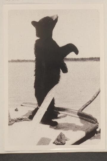 "Cataract."  Cub bear mascot of the Eddy party in 1927