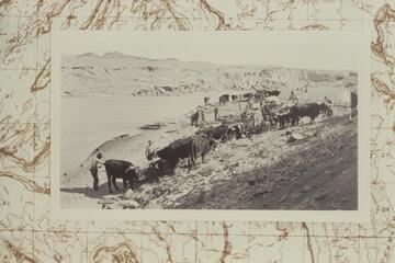 Spencer's ox teams at Camp Ibex