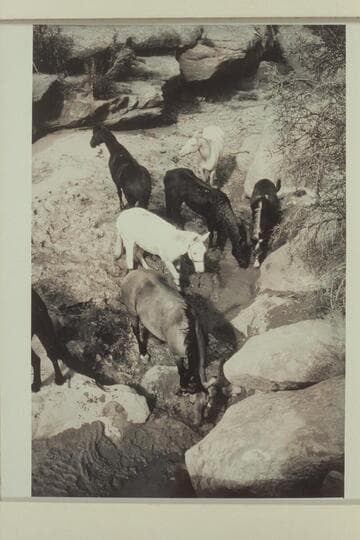 Art Ekker's stock watering at the tanks at the head of Horsethief Canyon