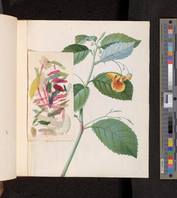 Mary Parker, Countess of Macclesfield, botanical album, 1756-1767