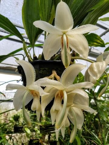 Stanhopea grandiflora