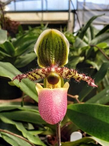 Paphiopedilum liemianum 'Red'