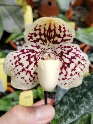 Paphiopedilum godefroyae var. Leucochilum 'Weltz Design' (Thailand)