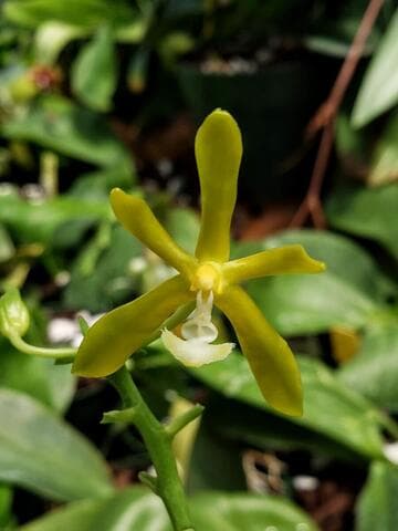 Phalaenopsis mannii