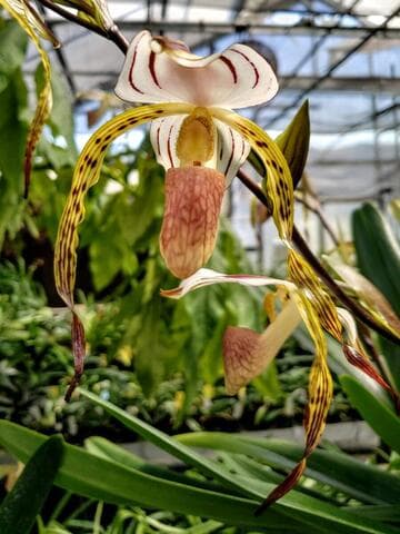 Paphiopedilum stonei