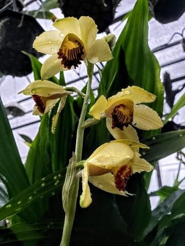 Phaius flavus