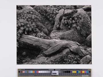 Stone-Crop, Point Lobos
