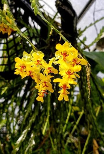 Lockhartia imbricata