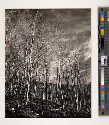 Aspen Valley, New Mexico