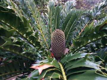 Encephalartos latifrons