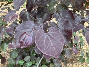 Cercis canadensis 'Merlot'