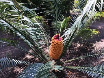 Encephalartos villosus