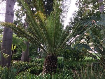 Encephalartos whitelockii