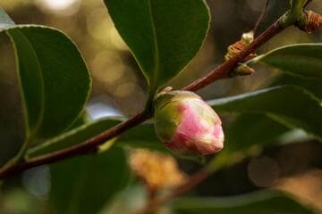 Camellia x vernalis 'Ginryu' (Silver Dragon)