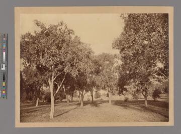 [In the Orange Orchards at Lake Vineyard, San Gabriel Valley, Los Angeles County]