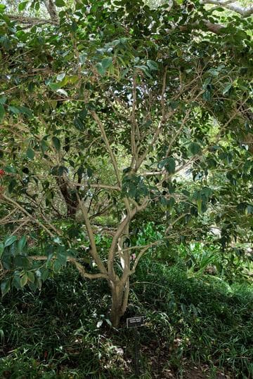 Camellia japonica 'Berenice Boddy'