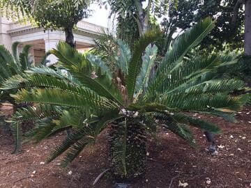 Encephalartos longifolius