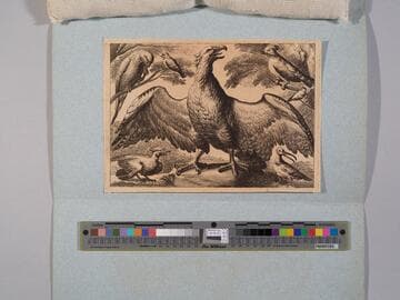 Eagle, Parrot, and Other Birds