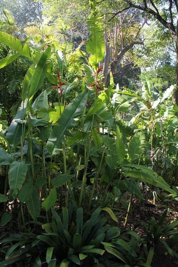 Heliconia latispatha