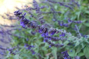 Salvia 'Anthony Parker'