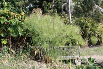 Cyperus papyrus