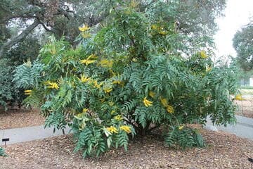 Mahonia sikkimensis