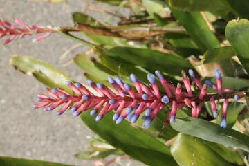 Aechmea 'Sky Blue Pink'