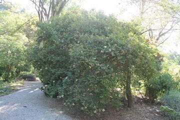 Pseudobombax grandiflorum