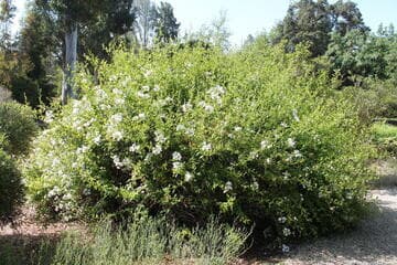 Plumbago capensis 'Alba'