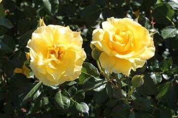 Rosa 'Sparkle & Shine'