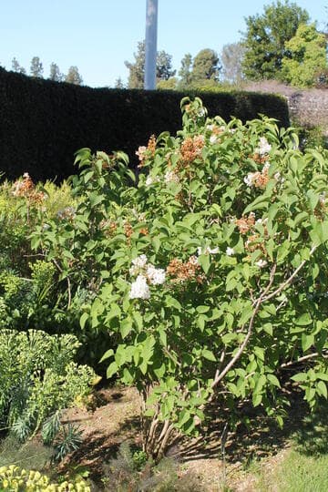 Syringa 'Snowy Beach Party'