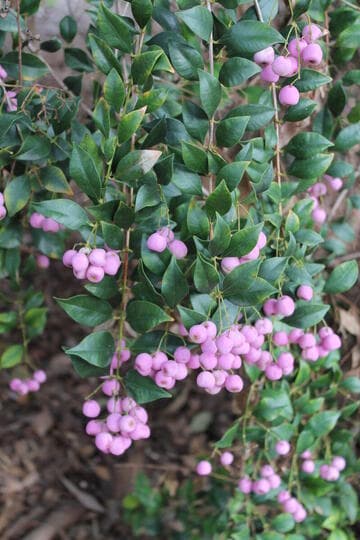 Acmena smithii