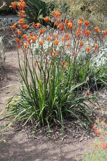Anigozanthos 'Amber Velvet'