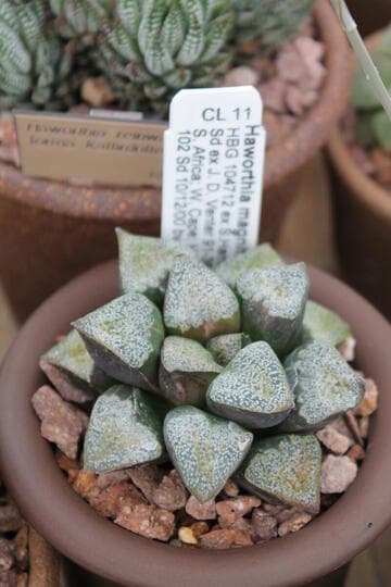 Haworthia pygmaea var. argenteo-maculosa