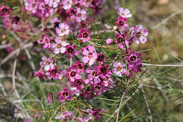 Chamelaucium uncinatum 'Pink Magic'