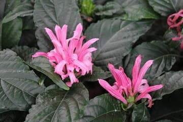 Justicia carnea