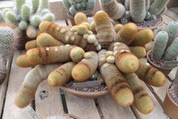 Mammillaria spinosissima ssp. pilcayensis