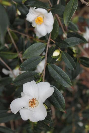 Camellia cuspidata