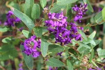 Hardenbergia violacea 'Minihaha'