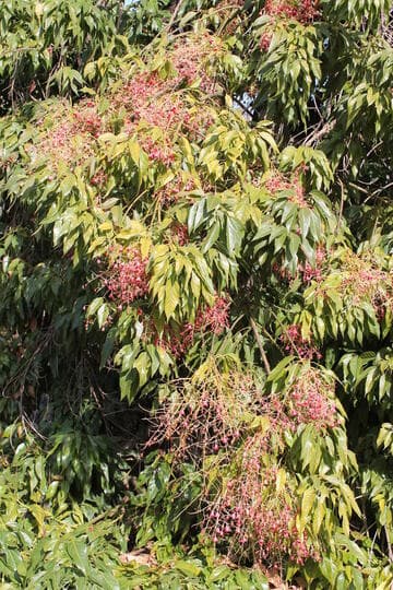 Brachychiton [Majestic Beauty™] = 'Monton'