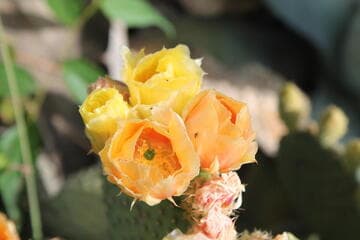 Opuntia microdasys