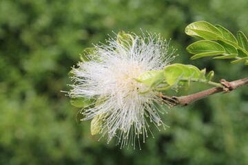 Calliandra haematocephala