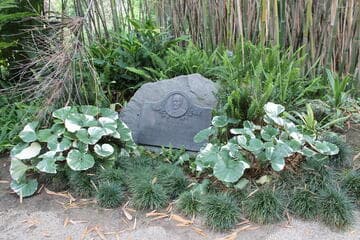 Farfugium japonicum var. giganteum