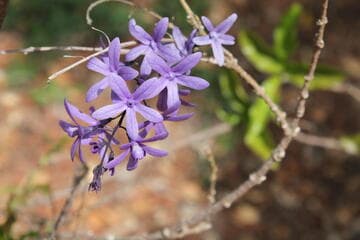 Petrea volubilis