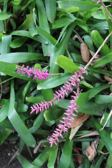Aechmea gamosepala (open hybrid)